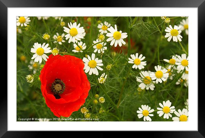 Amongst the Daisy's Framed Mounted Print by Mark Hobson