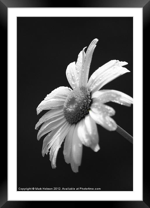 Daisy in Black & White Framed Mounted Print by Mark Hobson