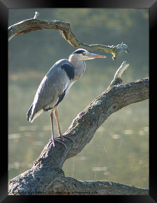 Just Waiting Framed Print by Mark Hobson