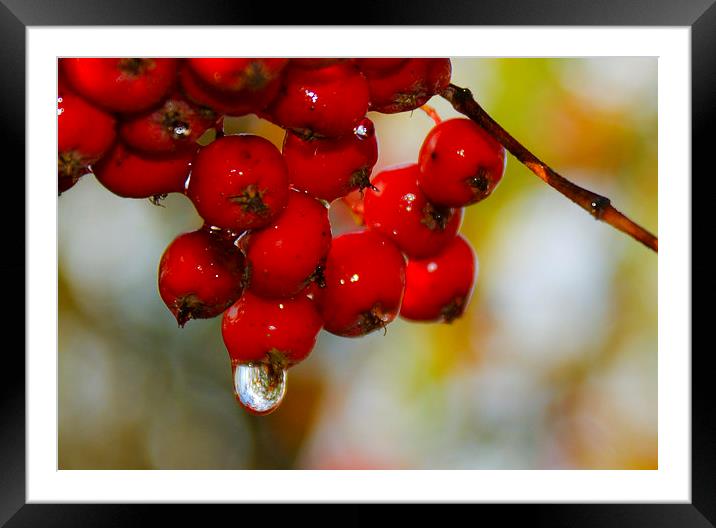 Raindrop Framed Mounted Print by Mark Hobson