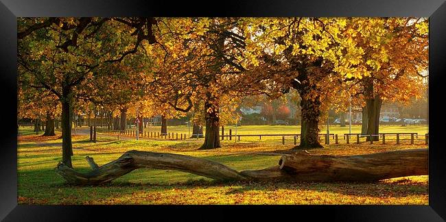 Prospect Park Autumn colours Framed Print by Mark Hobson