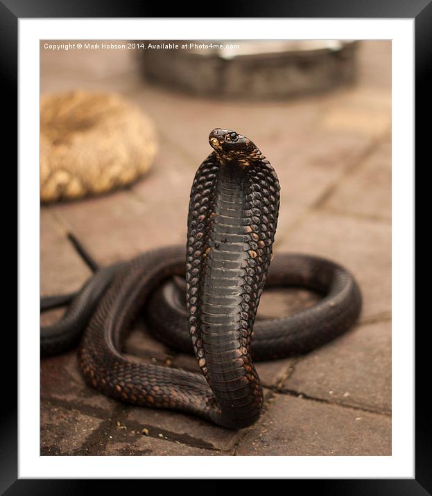 The Cobra Framed Mounted Print by Mark Hobson