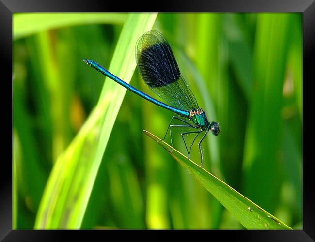 Blue Dragonfly Framed Print by Mark Hobson