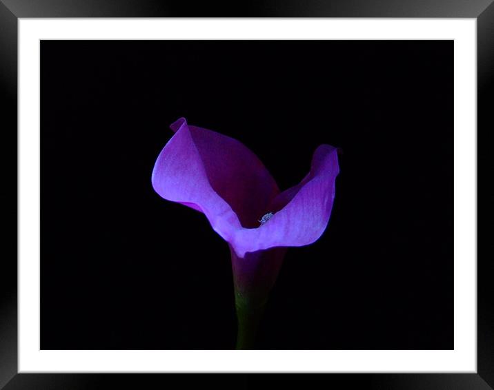 Purple Lilly Framed Mounted Print by Mark Hobson