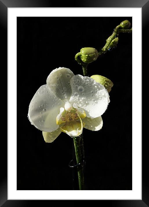 White Orchid Framed Mounted Print by Mark Hobson