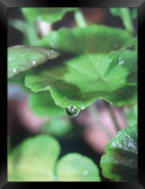 geranium droplet Framed Print by Fiona McLellan