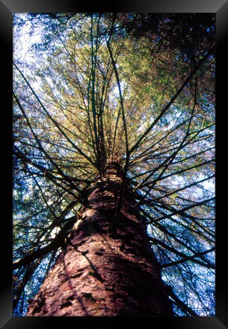 tree climb Framed Print by Fiona McLellan