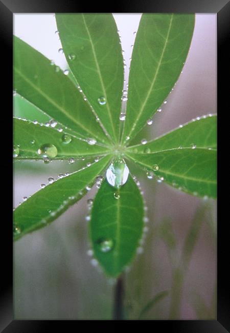 Lupin droplet Framed Print by Fiona McLellan