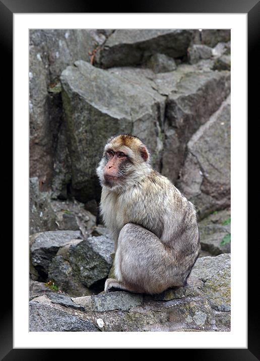 sitting monkey Framed Mounted Print by Fiona McLellan