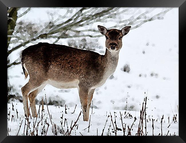 Deer in Wintertime Framed Print by Bel Menpes