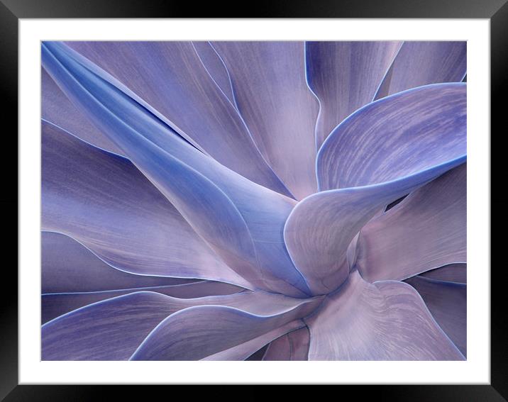 Agave in Shades of Lilac Framed Mounted Print by Bel Menpes