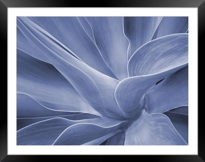 Agave in Blue Framed Mounted Print by Bel Menpes