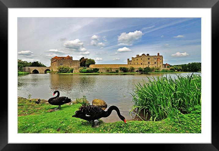 Black Swans at Leeds Castle Framed Mounted Print by Bel Menpes