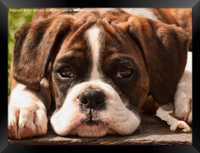 Alfie II Boxer Puppy Dog Framed Print by Bel Menpes