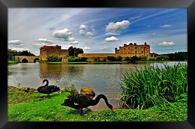 Black Swans at Leeds Castle II Framed Print by Bel Menpes