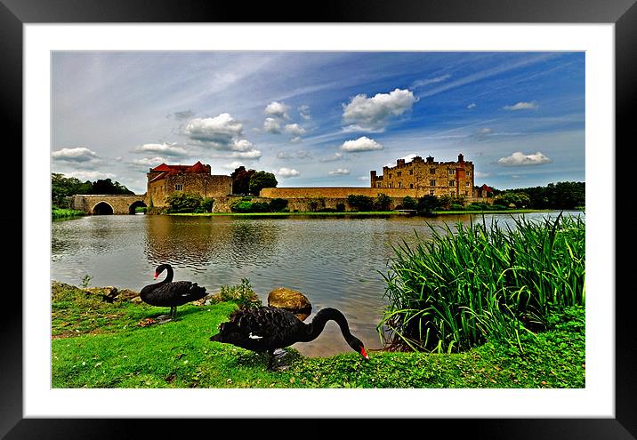 Black Swans at Leeds Castle II Framed Mounted Print by Bel Menpes