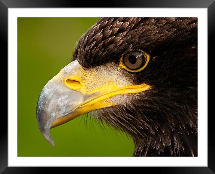 Intense gaze of Golden Eagle Framed Mounted Print by Bel Menpes