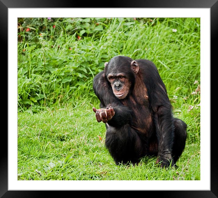 Chimp Please, can I have more? Framed Mounted Print by Bel Menpes