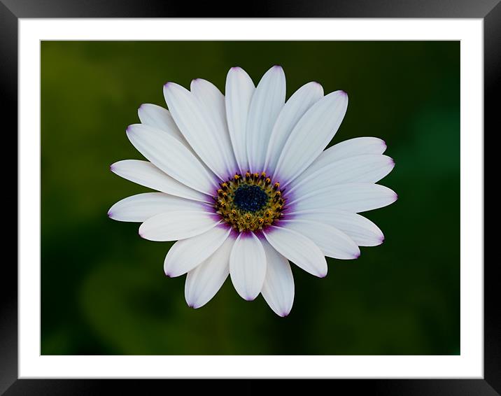 African Daisy Framed Mounted Print by Bel Menpes