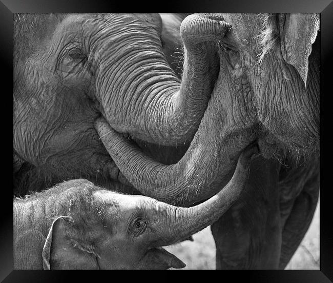 Elephants Tender Touch Framed Print by Bel Menpes