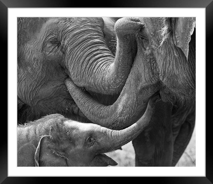 Elephants Tender Touch Framed Mounted Print by Bel Menpes