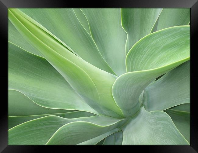 Agave Attenuata Framed Print by Bel Menpes