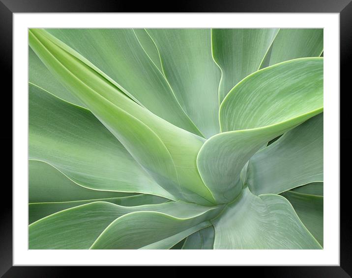 Agave Attenuata Framed Mounted Print by Bel Menpes