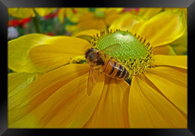 Honey Bee and Dahlia Framed Print by Bel Menpes
