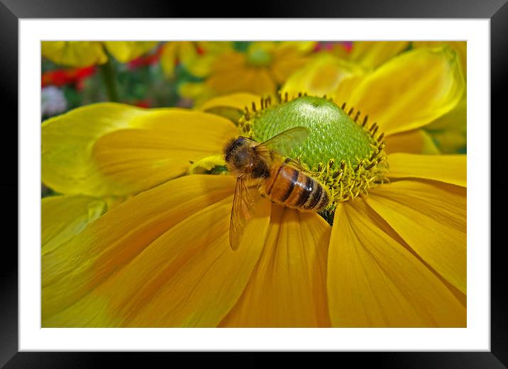 Honey Bee and Dahlia Framed Mounted Print by Bel Menpes