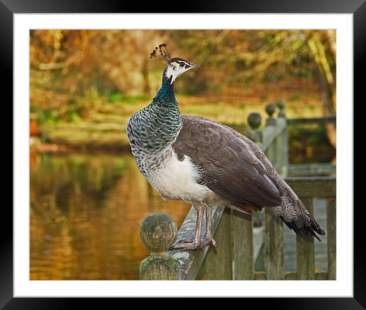 Peahen in Autumn Framed Mounted Print by Bel Menpes