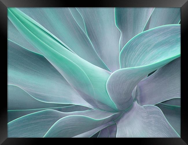 Agave Attenuata Abstract Framed Print by Bel Menpes