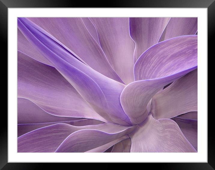 Agave Attenuata Abstract 2 Framed Mounted Print by Bel Menpes