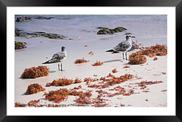 Taking it all in Framed Mounted Print by Elaine Young