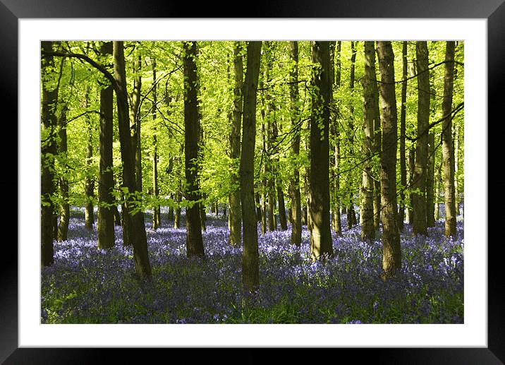 Bluebells Framed Mounted Print by Elaine Young