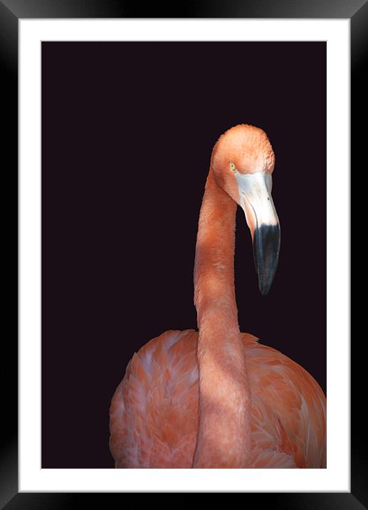 Flamingo Framed Mounted Print by Elaine Young