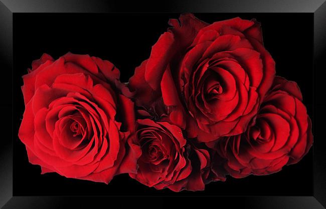 Red Roses with Black Background Framed Print by Elaine Young