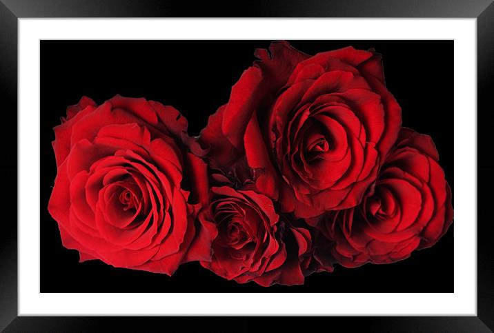 Red Roses with Black Background Framed Mounted Print by Elaine Young
