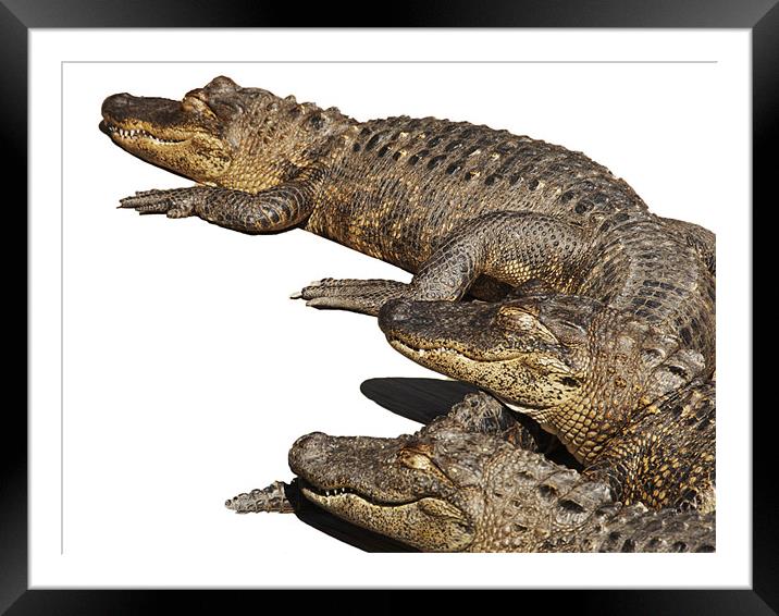 Alligator Trio Framed Mounted Print by Elaine Young