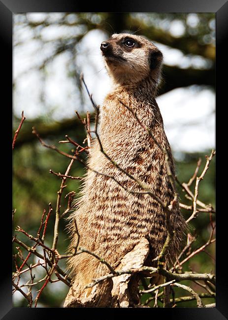 Meerkat on the look out Framed Print by Elaine Young