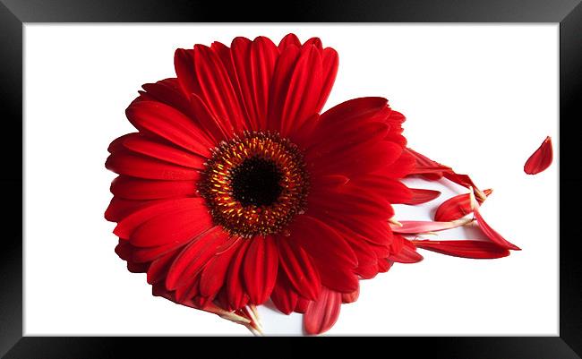 Red Gerbera with scattered petals Framed Print by Elaine Young