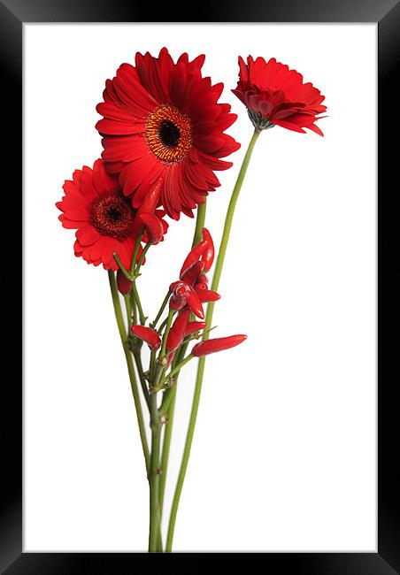 red Gerberas And Red Hot Chillies Framed Print by Elaine Young