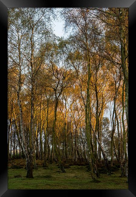 Birch Trees Framed Print by James Grant