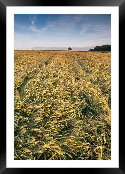  Barley Field Framed Mounted Print by James Grant