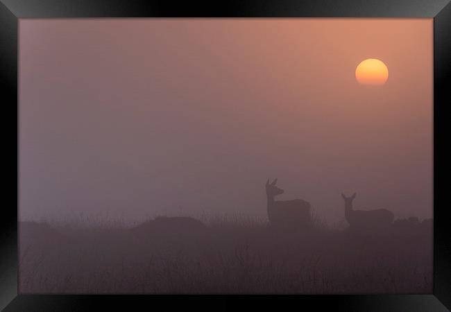  Deer Sunrise Framed Print by James Grant