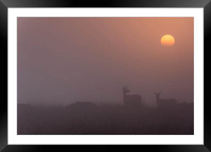  Deer Sunrise Framed Mounted Print by James Grant
