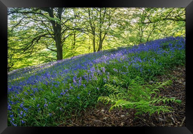 Bow Wood Bluebells and Fern Framed Print by James Grant