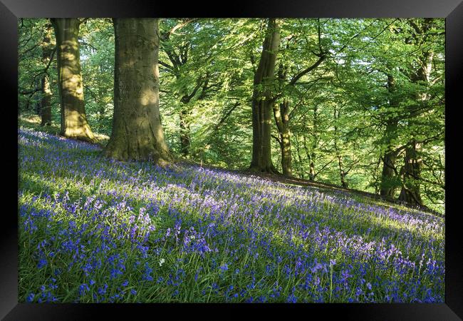 Bow Wood Bluebells Framed Print by James Grant