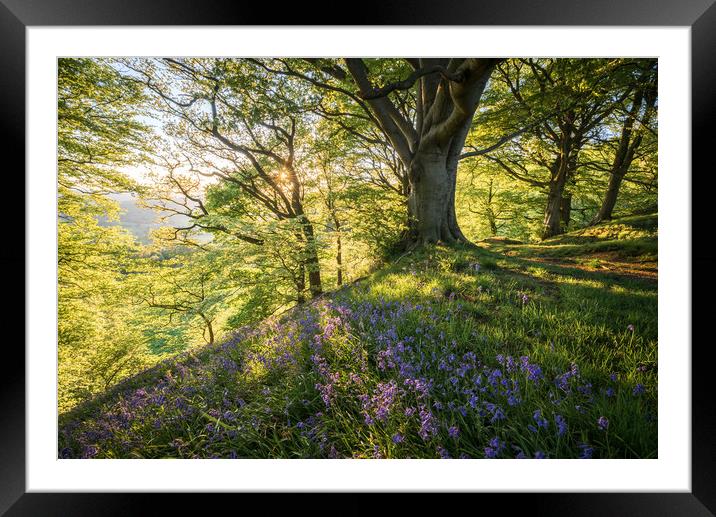 Bow Wood Sunset Framed Mounted Print by James Grant