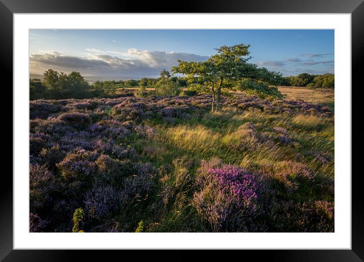Stanton Moor Heather Framed Mounted Print by James Grant