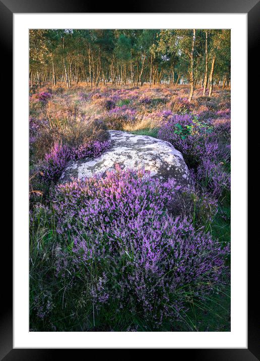 Gardoms Edge Heather  Framed Mounted Print by James Grant